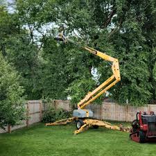 Best Tree Maintenance Programs  in Waskom, TX