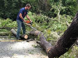 Professional Tree Services in Waskom, TX
