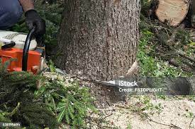 Professional Tree Services in Waskom, TX