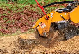 Best Lawn Disease Treatment  in Waskom, TX
