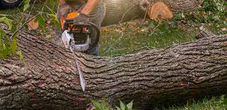 How Our Tree Care Process Works  in  Waskom, TX