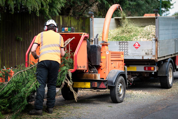 Best Leaf Removal  in Waskom, TX