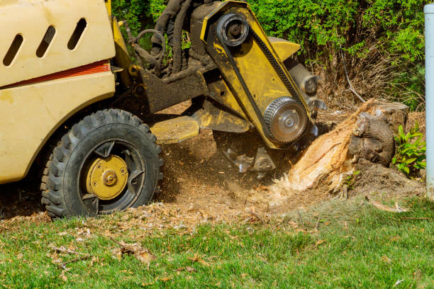 Best Lawn Mowing  in Waskom, TX