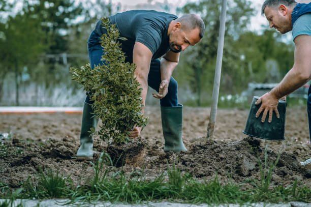 Best Tree Health Inspection  in Waskom, TX