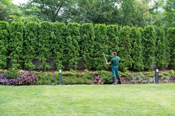 Best Lawn Drainage Solutions  in Waskom, TX