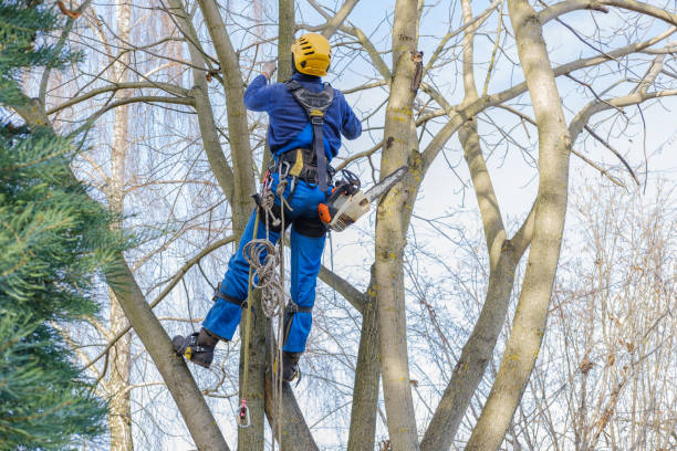 How Our Tree Care Process Works  in  Waskom, TX