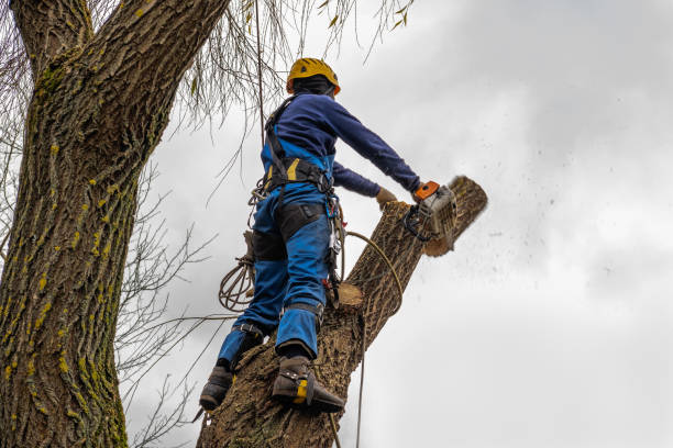 Best Tree Cabling and Bracing  in Waskom, TX