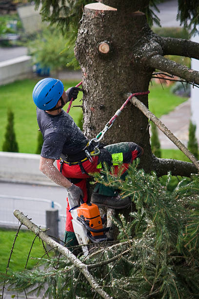 Best Root Management and Removal  in Waskom, TX