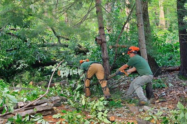 Best Lot and Land Clearing  in Waskom, TX