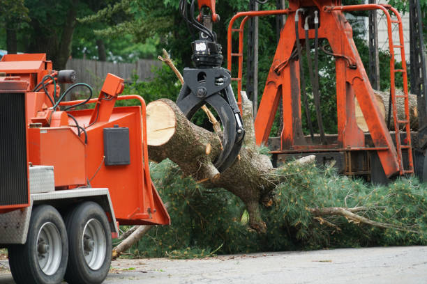 Best Emergency Tree Removal  in Waskom, TX