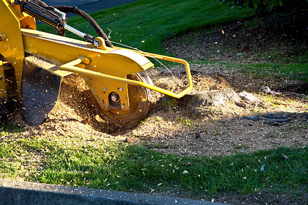 Best Tree Trimming and Pruning  in Waskom, TX