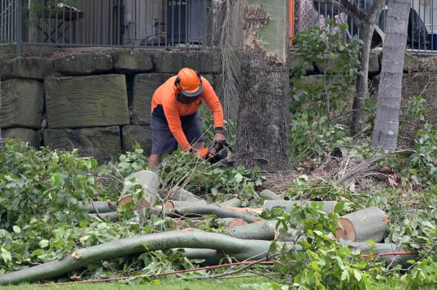 Best Root Management and Removal  in Waskom, TX