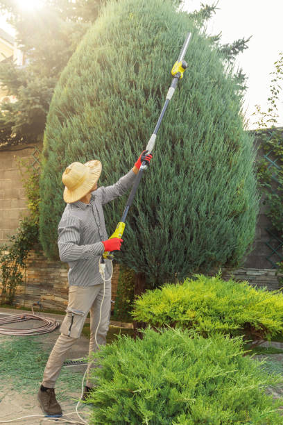Best Palm Tree Trimming  in Waskom, TX