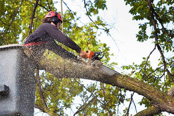 Best Tree Cabling and Bracing  in Waskom, TX